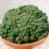 Matucana_polzii